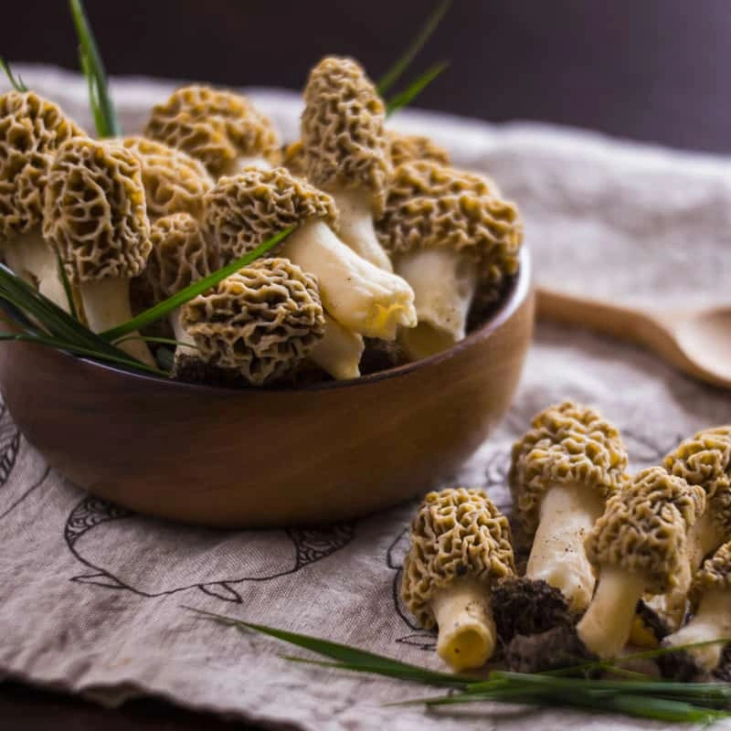 Morel Mushroom